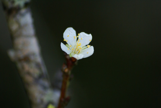 桃花