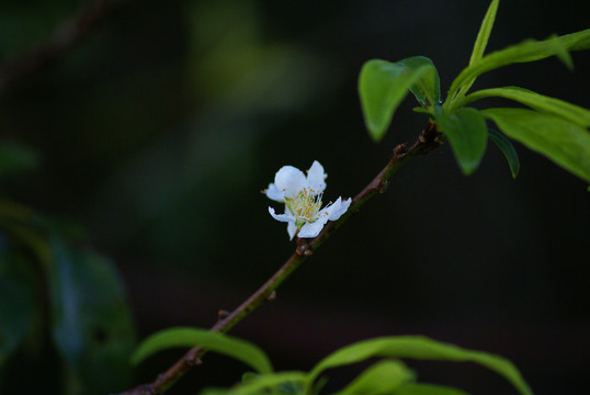 桃花