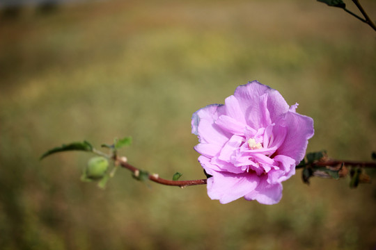 木槿花