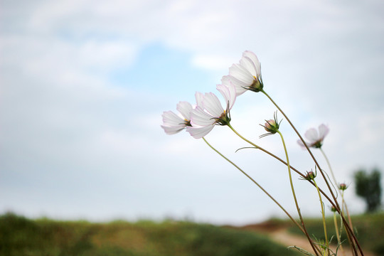 波斯菊