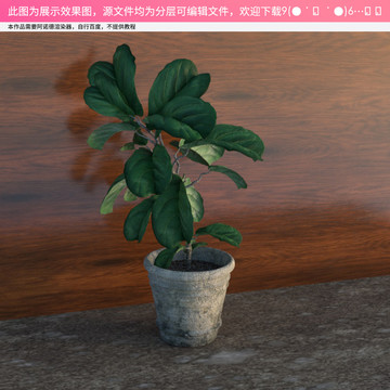 C4D盆栽模型