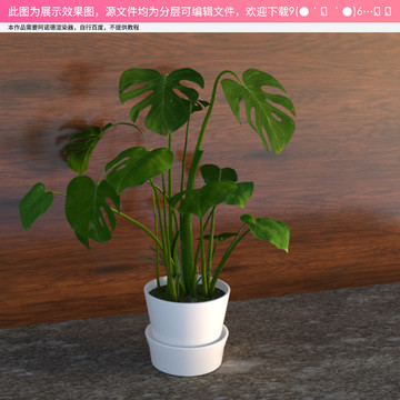 C4D盆栽模型