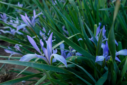 马兰花