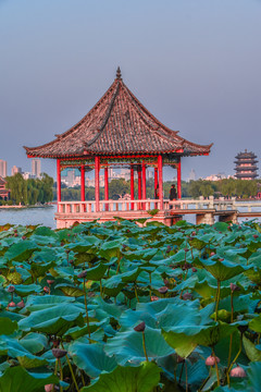 莲花池