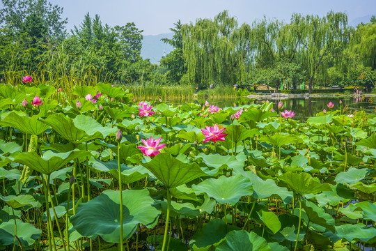 莲花高清大图