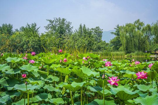 莲花高清大图