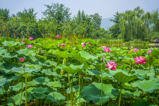 莲花高清大图