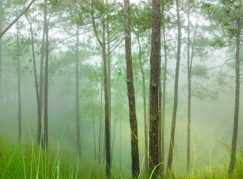 树林森林