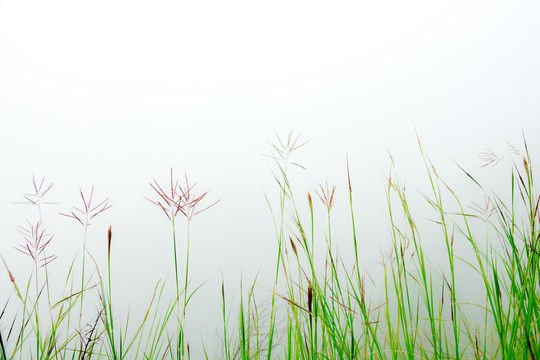 小草绿植素材