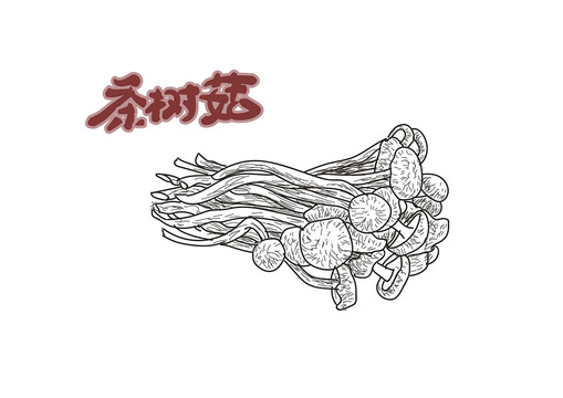茶樹菇
