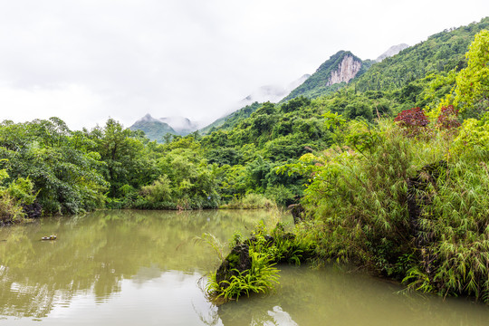 黄果树