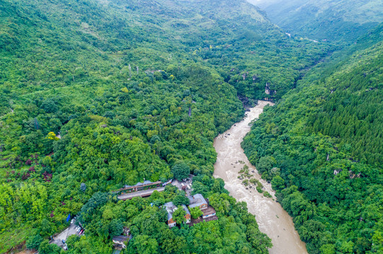 黄果树