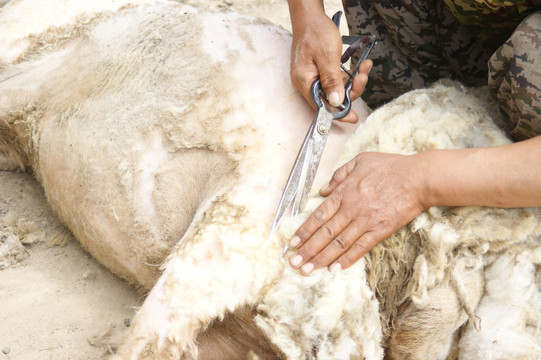传统人工手工剪羊毛手艺