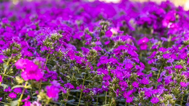 紫色的花朵背景