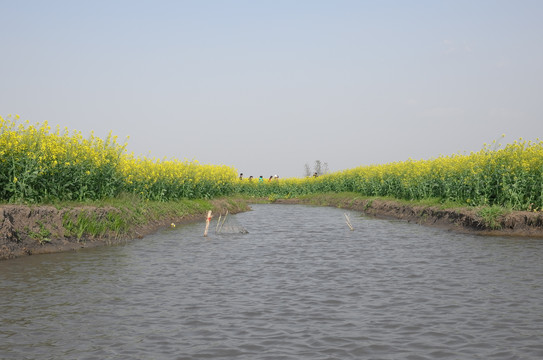 油菜地