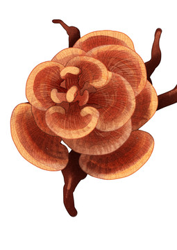 靈芝
