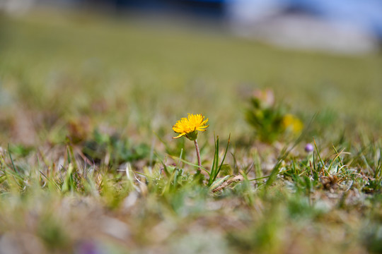 格桑花