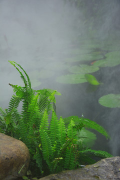 水边蕨类植物