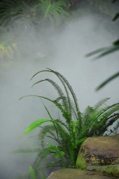 水边蕨类植物