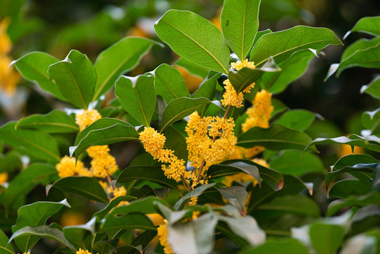 桂花