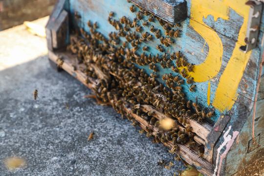 好多蜜蜂