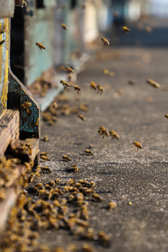 好多蜜蜂