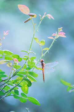 蜻蜓小憩