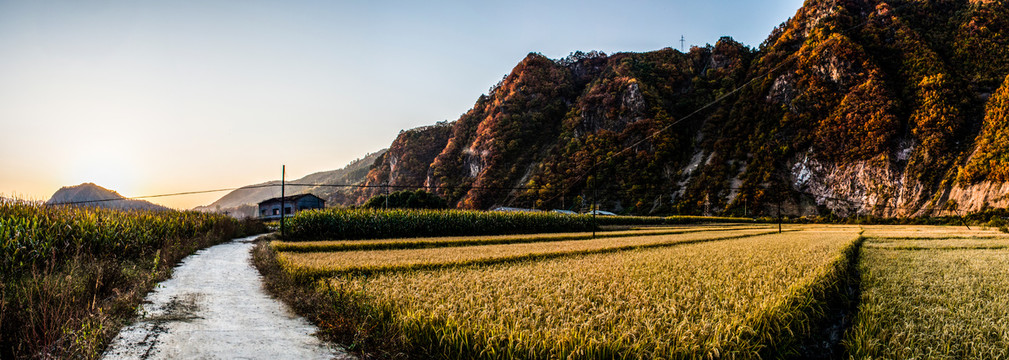 山谷稻田