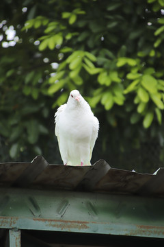 鸽子