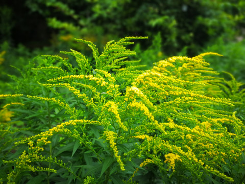 一枝黄花