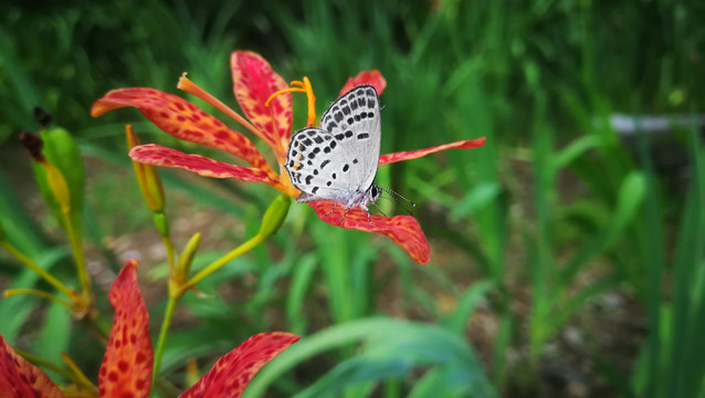 射干花