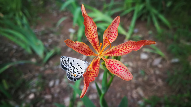 射干花与蝴蝶