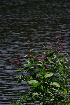 湖畔红蓼花