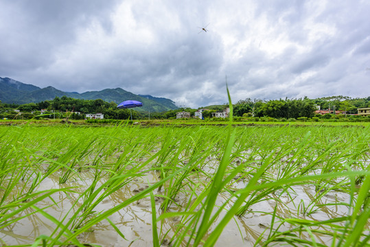 稻田