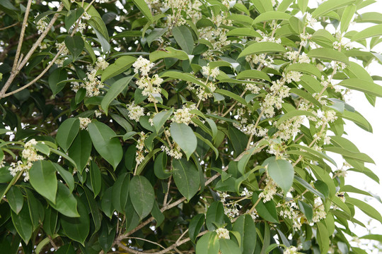 桂花植物