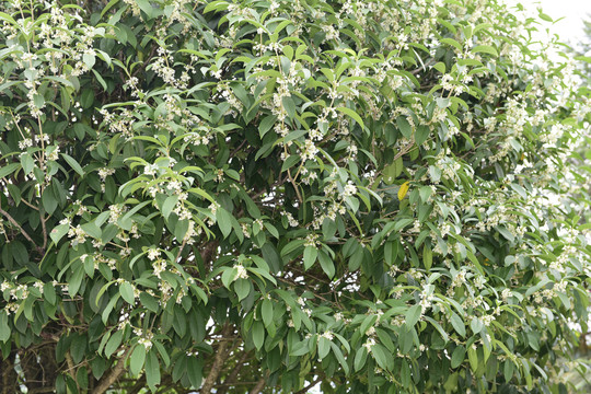 桂花植物