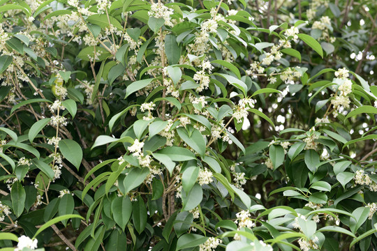 桂花植物