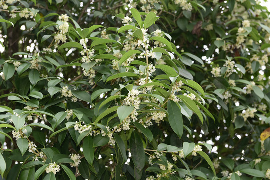 桂花植物