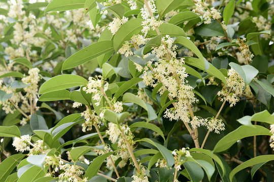 金秋桂花香桂花盛开