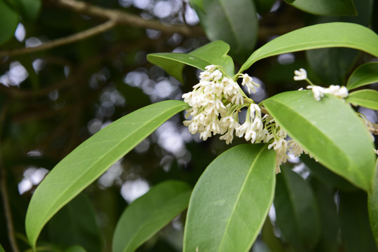 桂花满树