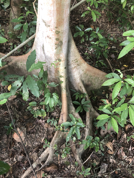 热带雨林树根