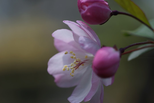 海裳花