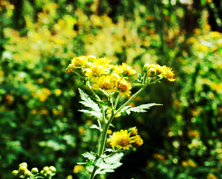 野山菊