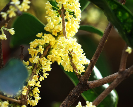 桂花树