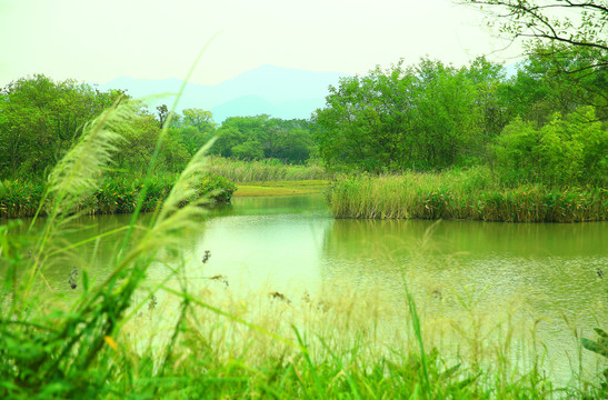 杭州西溪湿地