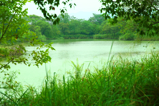 杭州西溪湿地