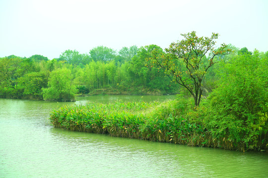 杭州西溪湿地