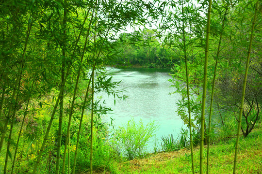 杭州西溪湿地