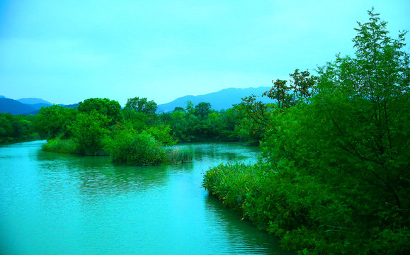 杭州西溪湿地