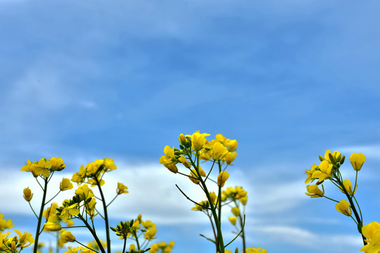 油菜花